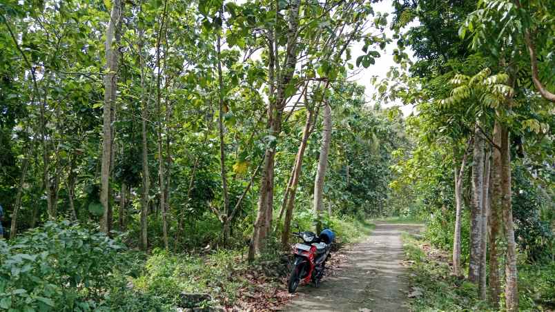 dekat spbu dan tugu pensil sentolo kulonprogo