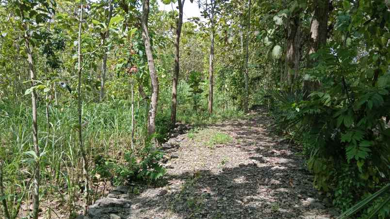 dekat spbu dan tugu pensil sentolo kulonprogo