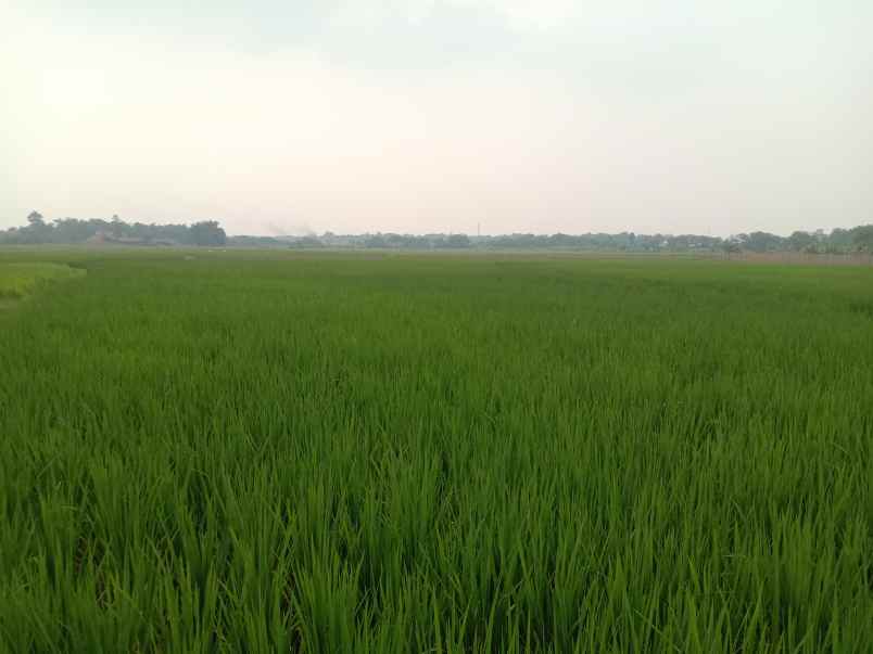 dijual cepat tanah sawah