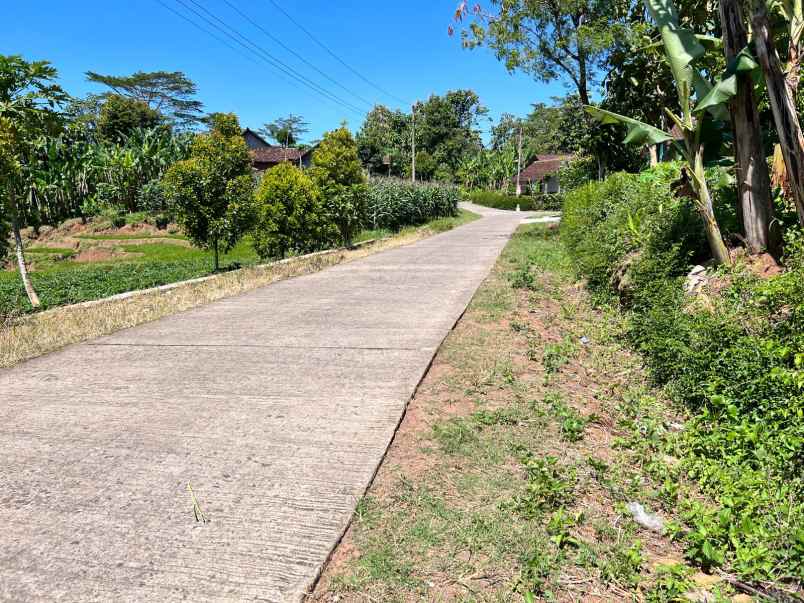 dijual kebun durian siap panen karanganyar