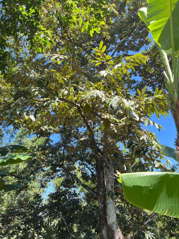 dijual kebun durian siap panen karanganyar