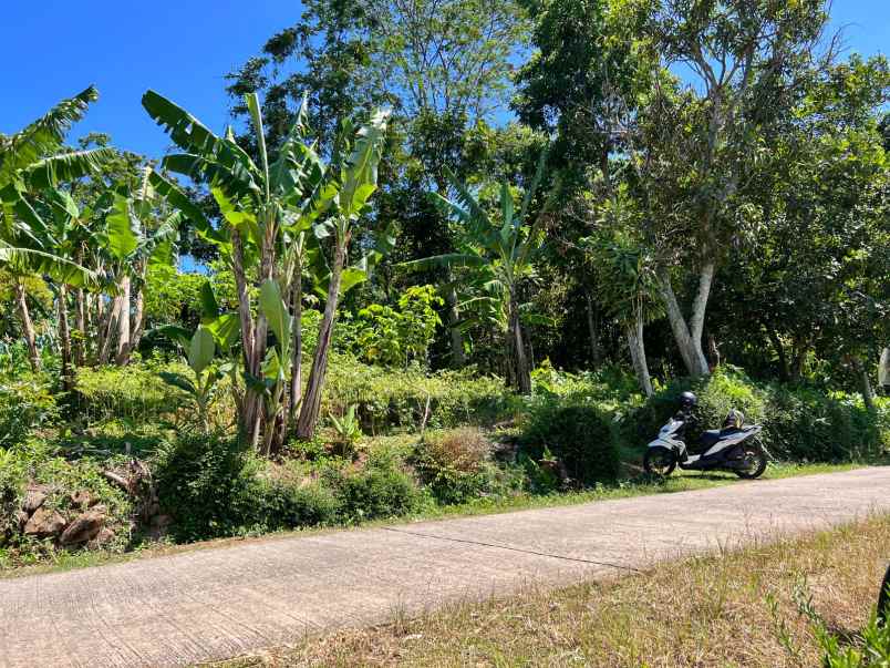 dijual kebun durian siap panen karanganyar