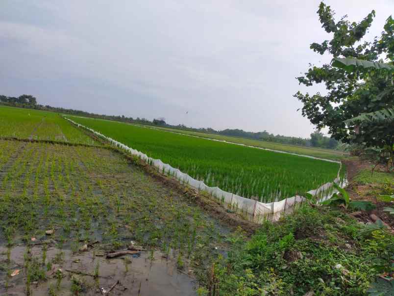 dijual lahan zona industri di demak