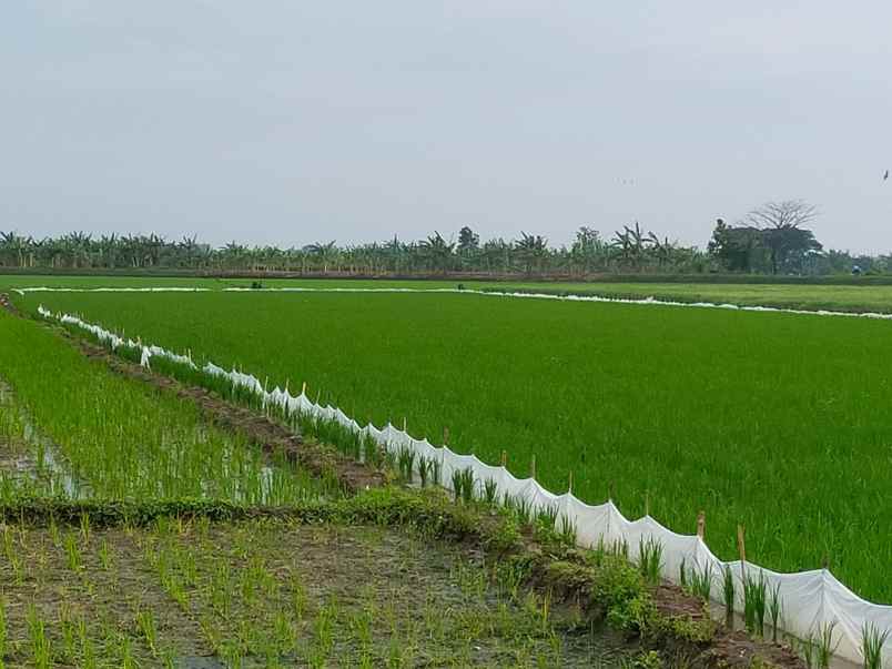 dijual lahan zona industri di demak