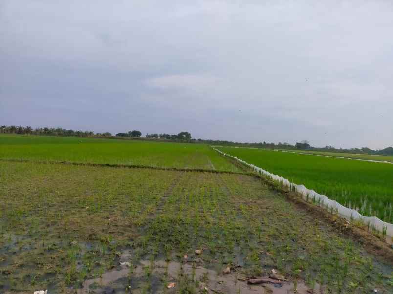 dijual lahan zona industri di demak