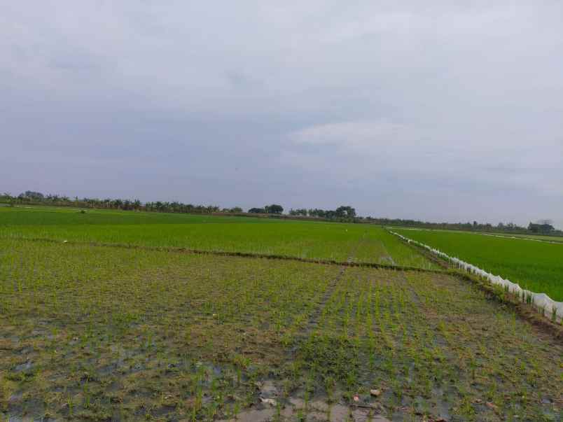 dijual lahan zona industri di demak