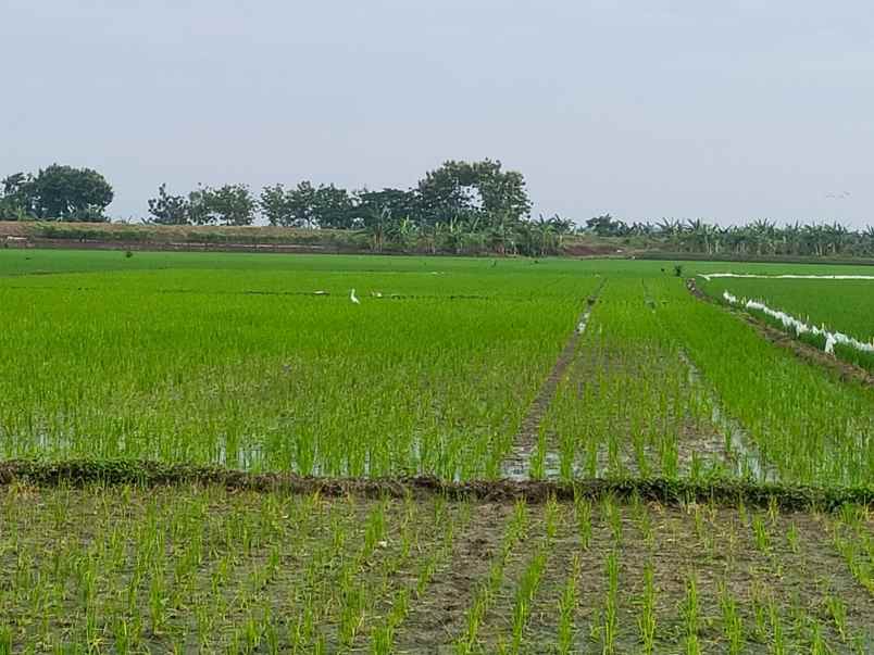 dijual lahan zona industri di demak