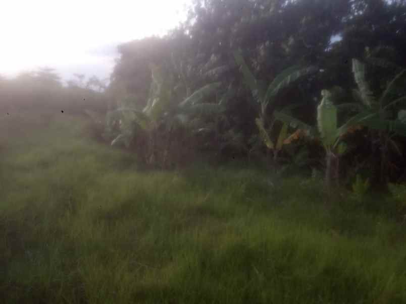 dijual sawah lokasi tosaren kediri kota