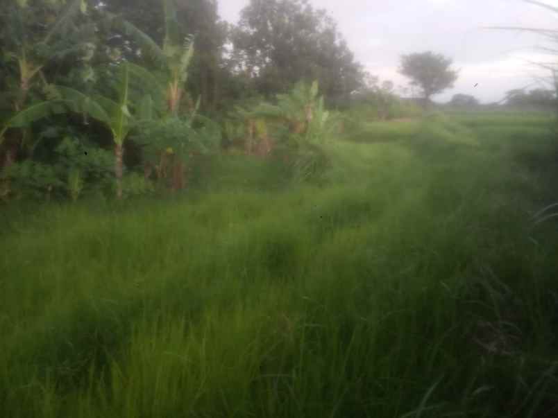 dijual sawah lokasi tosaren kediri kota