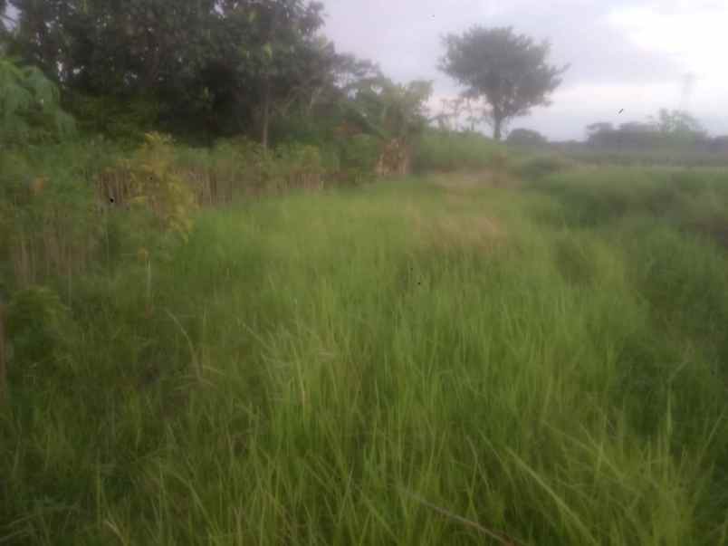 dijual sawah lokasi tosaren kediri kota