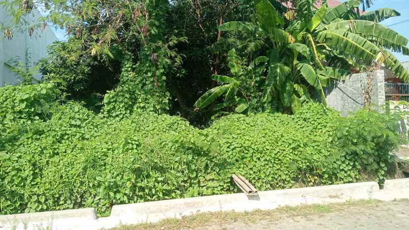dijual tanah di pemuda