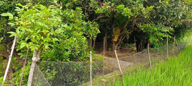 dijual tanah dijual tanah di desa