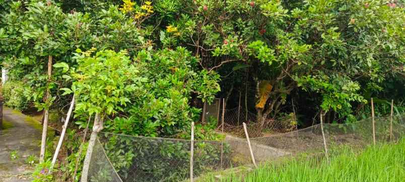 dijual tanah dijual tanah di desa