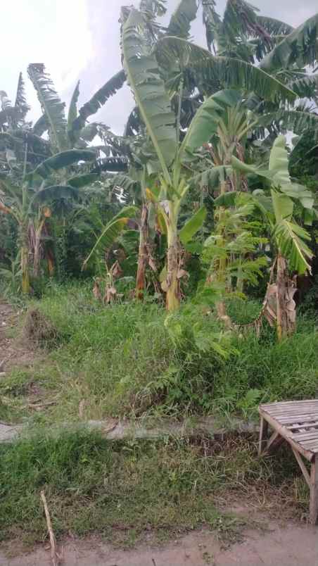 dijual tanah dusun wedoro rt 01 rw 01