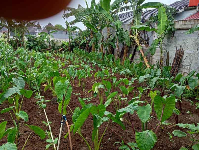 dijual tanah jalan nangka 2