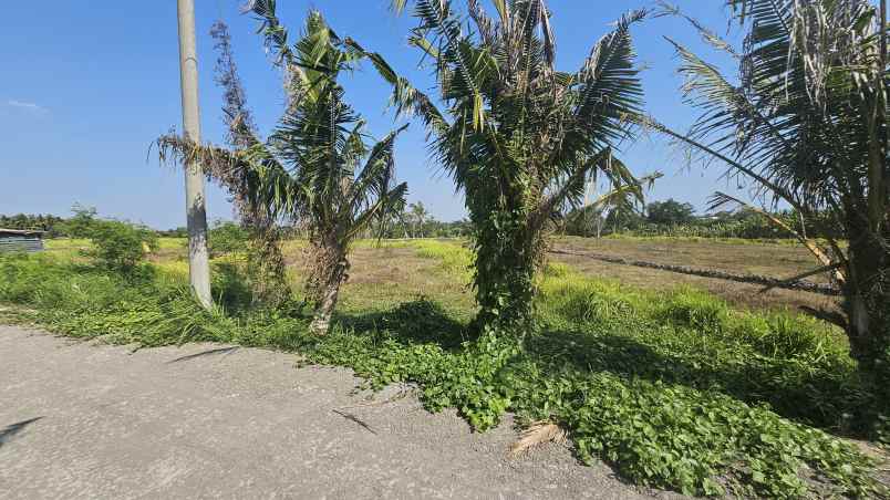 dijual tanah jln pantai kedungu