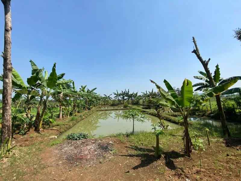 dijual tanah kampung bojong bojong kec