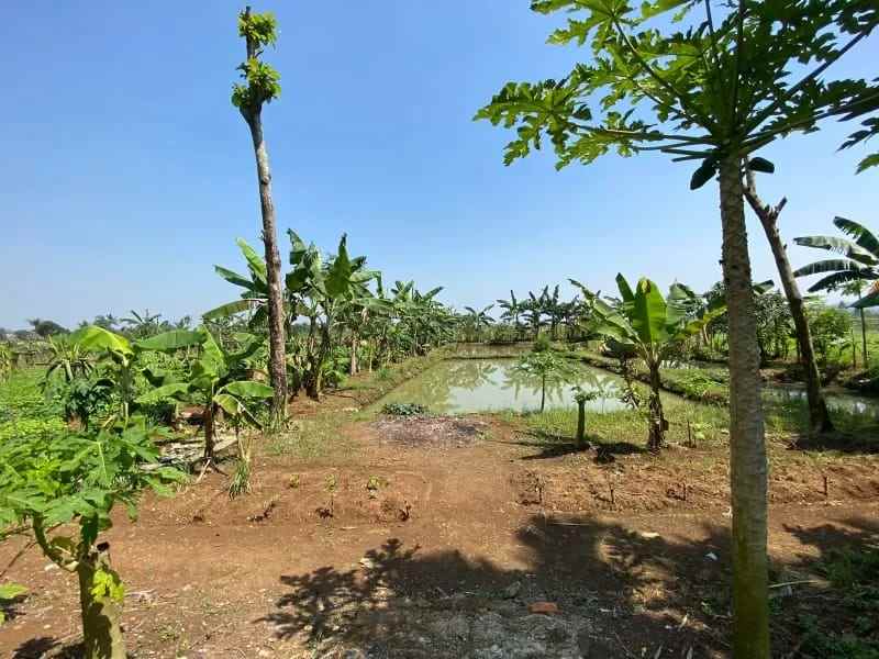 dijual tanah kampung bojong bojong kec