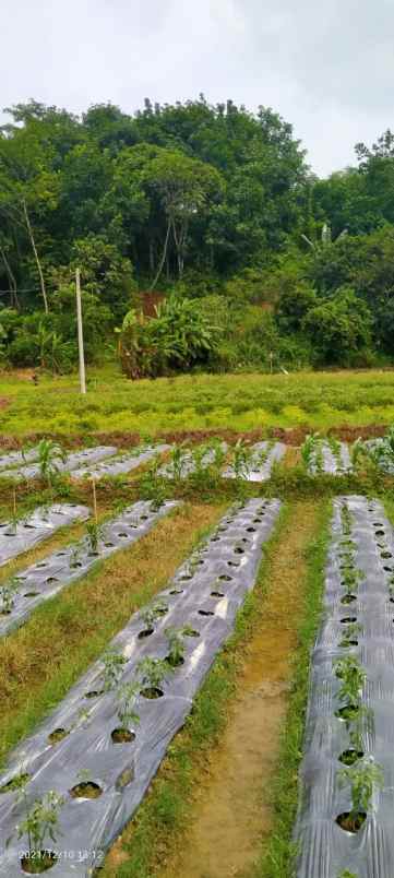 dijual tanah komersial 6 hektar di jonggol bogor