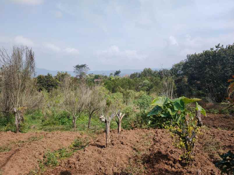 dijual tanah rekesan bulukerto