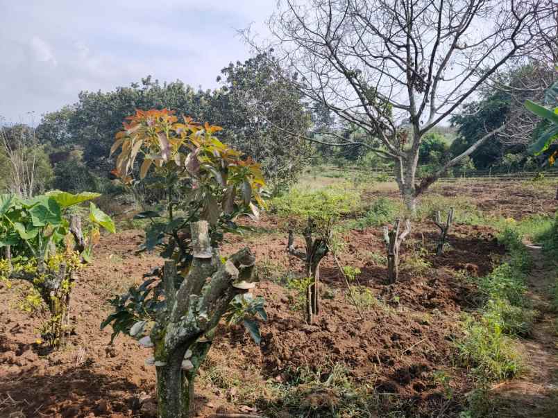 dijual tanah rekesan bulukerto