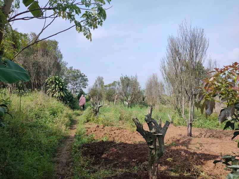 dijual tanah rekesan bulukerto