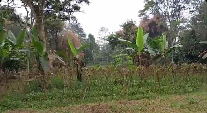 jual tanah ciater view kebun teh