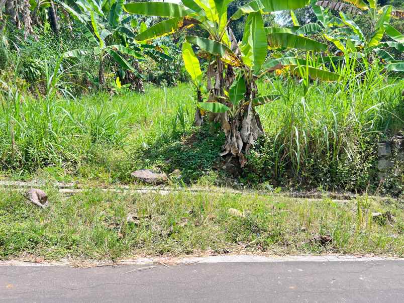 kebun durian 950m 250jt mojogedang karanganyar