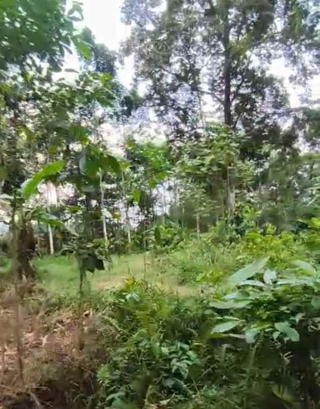 kebun durian mijen semarang