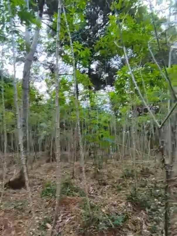 kebun durian mijen semarang