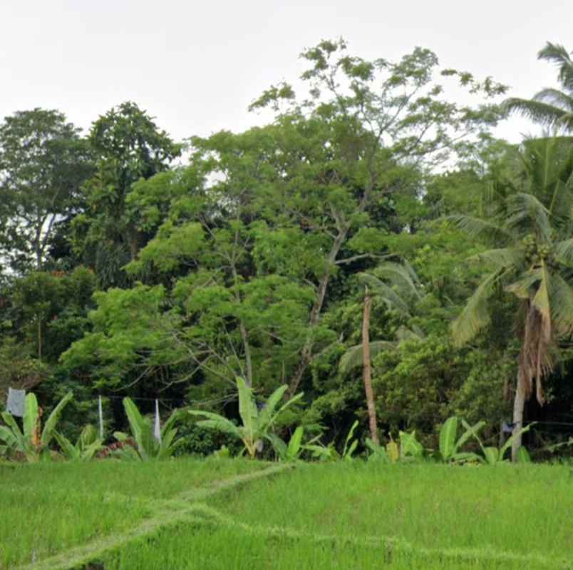 land for leasehold in main road tirta tawar ubud