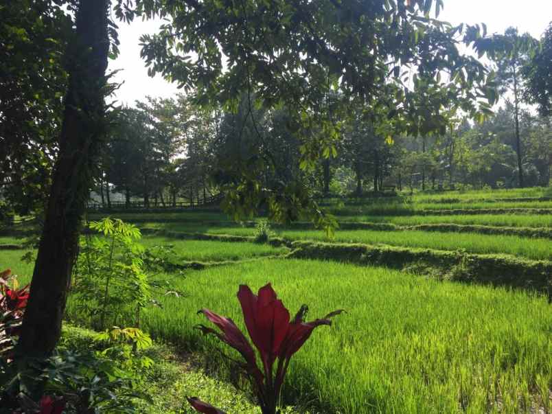 resort alami gunung salak kab bogor