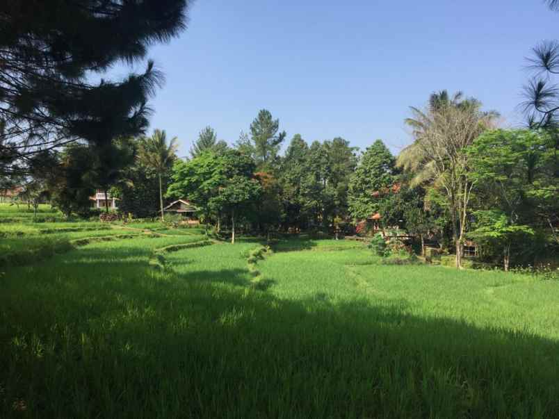 resort alami gunung salak kab bogor