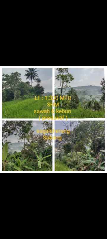 sawah kebun produktif sagalaherang subang