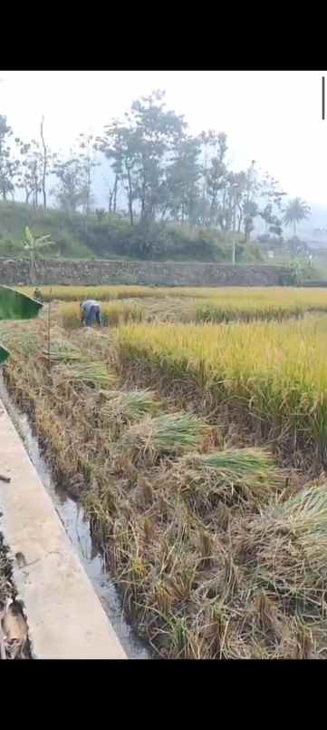 sawah produktif jatinangor lokasi bagus