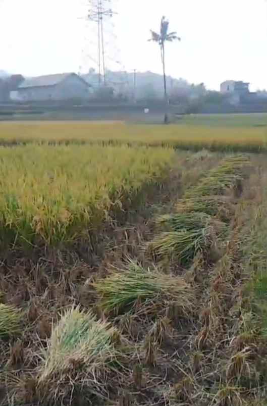 sawah produktif jatinangor lokasi bagus