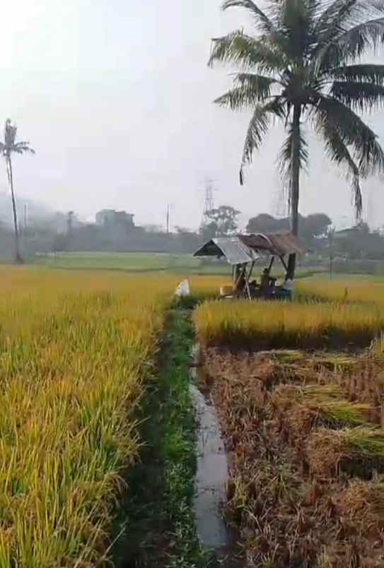 sawah produktif jatinangor lokasi bagus