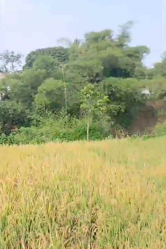 sawah produktif jatinangor lokasi bagus