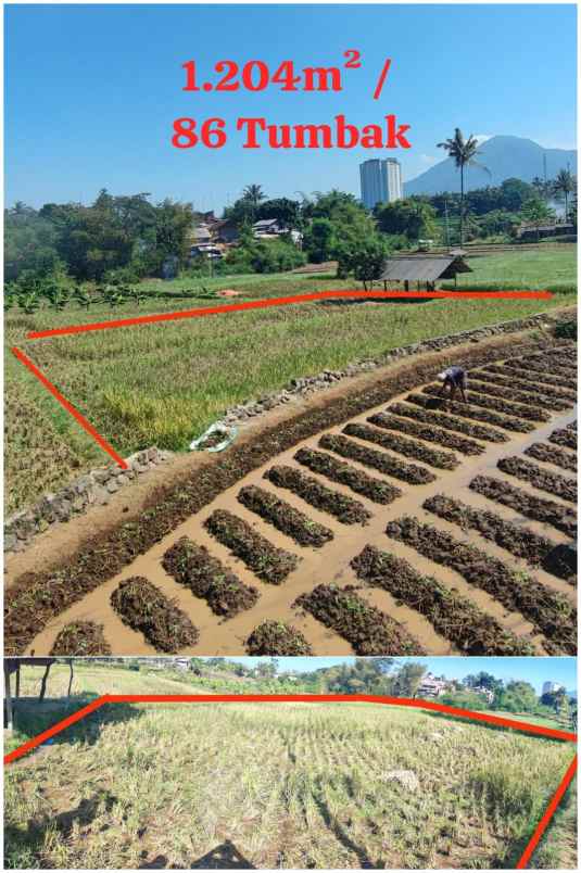 sawah produktif jatinangor lokasi bagus