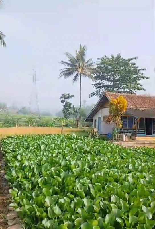 sawah produktif jatinangor lokasi bagus