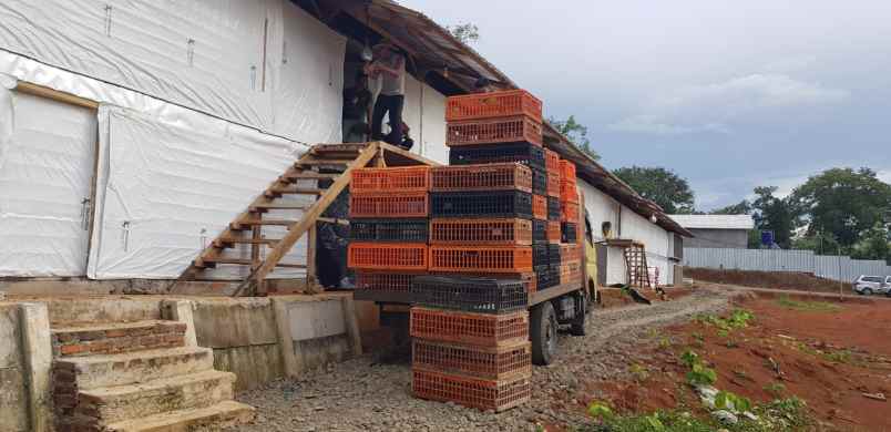 take over peternakan ayam closed house