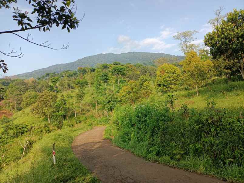 tanah desa tajur halang cijeruk