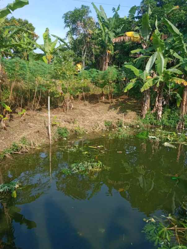 tanah dijual desa tugu jaya cigombong bogor