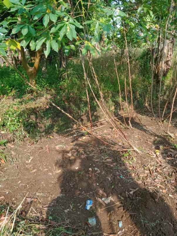 tanah dijual desa tugu jaya cigombong bogor