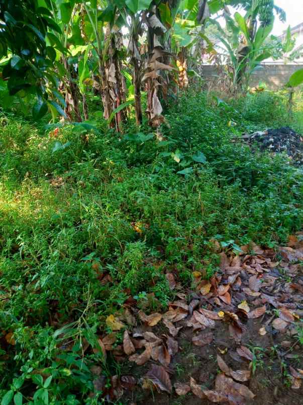 tanah dijual desa tugu jaya cigombong bogor