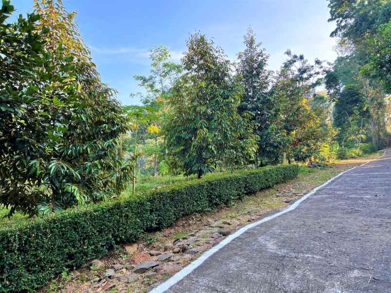 tanah idaman kebun durian 1737m mojogedang karanganyar