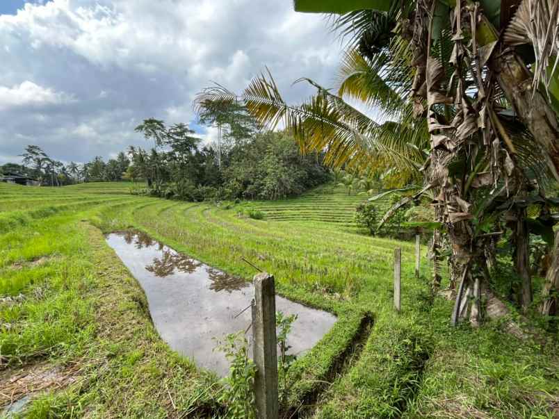 tanah kebun di selemadeg dengan view sawah dan sunrise