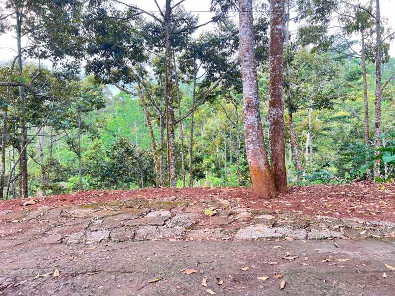 tanah kebun durian 8594m siap panen karanganyar