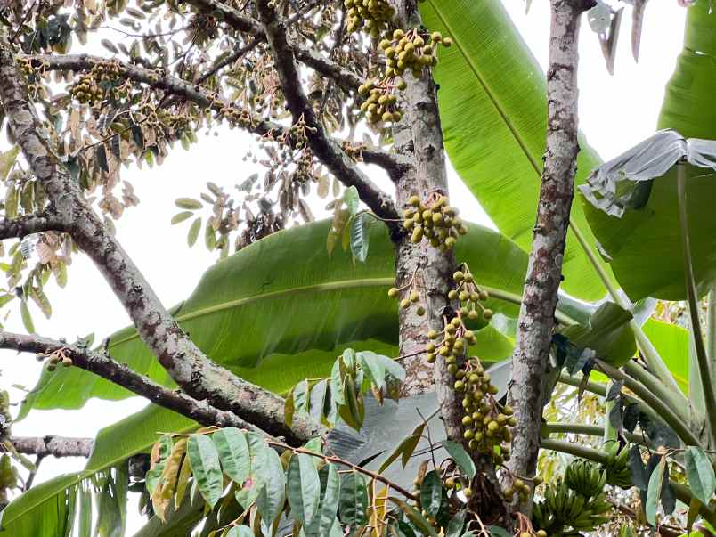 tanah kebun durian 8594m siap panen karanganyar
