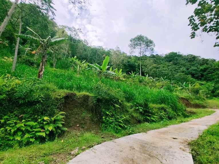 tanah kemuning ngargoyoso